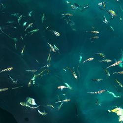 High angle view of fish swimming in sea