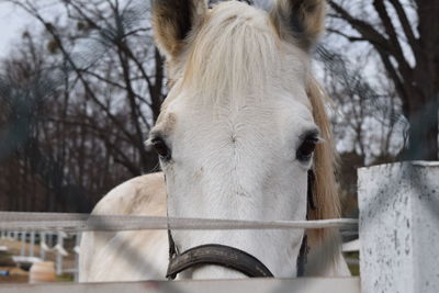 Close-up of horse against bare trees