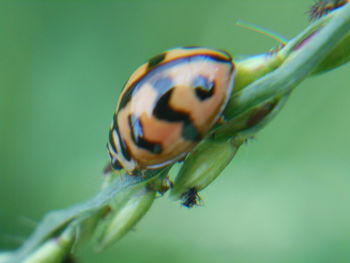 Close-up of ladybug on leaf