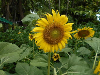 Close-up of yellow flower