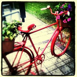 Close-up of plants in the dark