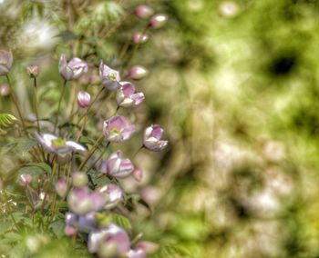 Close-up of flowers blooming