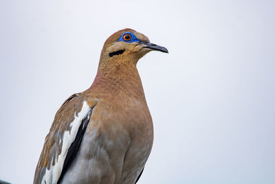 Close-up of bird