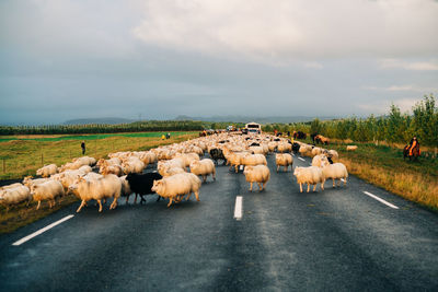 Flock of sheep on the road