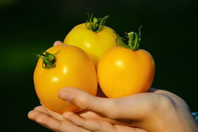 Close-up of hand holding yellow tomato against black background