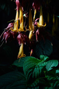 Close-up of flowers