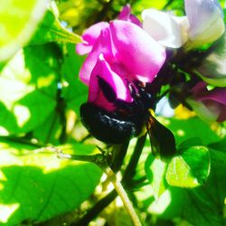 Close-up of bee on purple flower