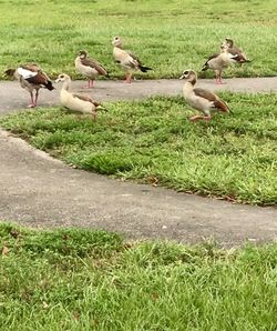 High angle view of birds on grassy field