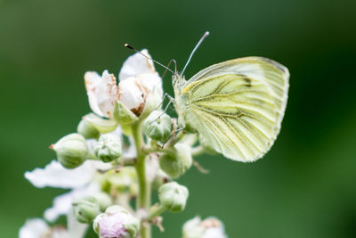 Macro shot of butterfly pollinating on flower