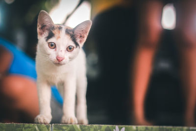 Close-up portrait of a cat