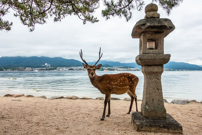 A wild deer on miyajima island near a stone lantern, japan