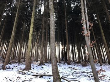 Trees in forest during winter