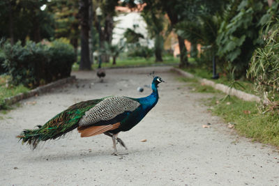 Side view of a peacock on the road