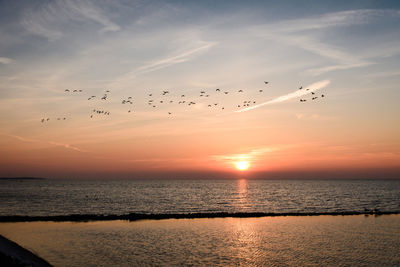 Silhouette birds flying over sea against sky during sunset