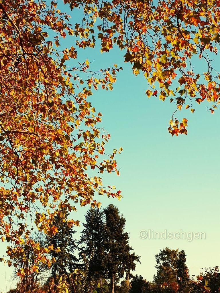 tree, sky, autumn, plant, low angle view, nature, leaf, plant part, beauty in nature, change, clear sky, growth, branch, day, no people, outdoors, tranquility, orange color, text, scenics - nature, leaves