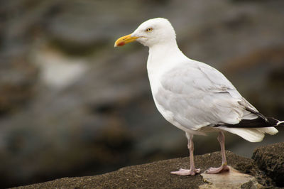 Close-up of seagull perching outdoors