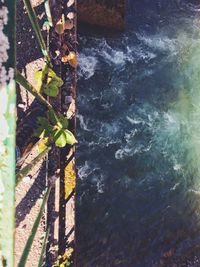 Close-up of plants by water