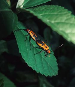 Close-up of butterfly on leaf