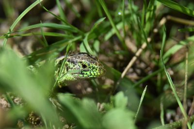 Close-up of a lizard