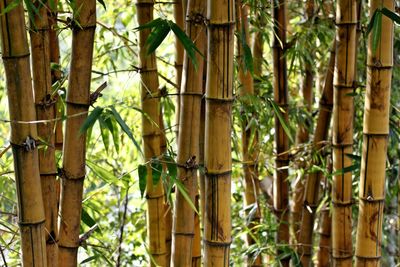 Close-up of bamboo plants