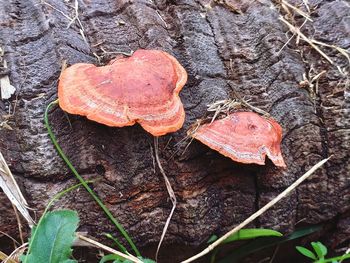 Close-up of mushroom growing on tree trunk