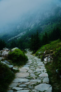 Scenic view of forest during foggy weather