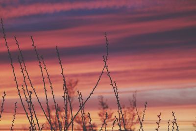 Close-up of plants against sunset sky