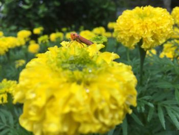 Close-up of bee pollinating on yellow flower