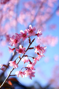 Close-up of pink cherry blossom