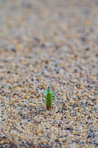 Close-up of plant on sand