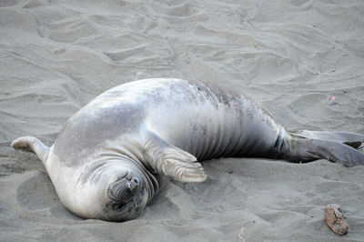 Close-up of sea lion lying on sand at beach