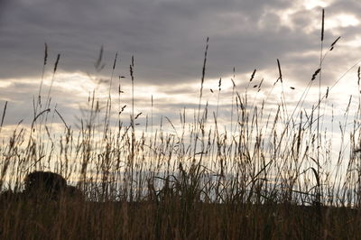 Scenic view of field against cloudy sky