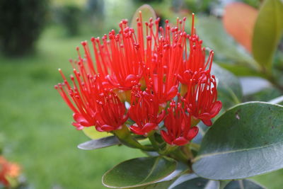 Close-up of red flower