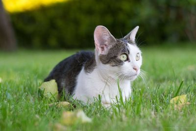 Close-up of cat on grass
