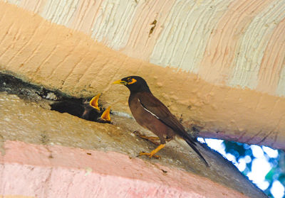 Low angle view of bird perching on wall