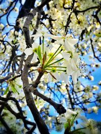 Low angle view of cherry blossom tree