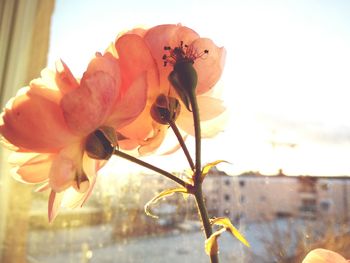 Close-up of insect on flower against sky