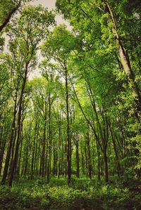 Trees in forest