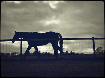 Horse standing on field against cloudy sky