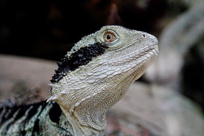 Close-up of lizard