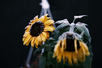 Close-up of wilted sunflower against black background