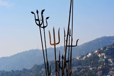 Close-up of plants against clear sky