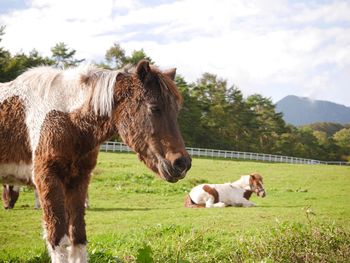 Horses in a field