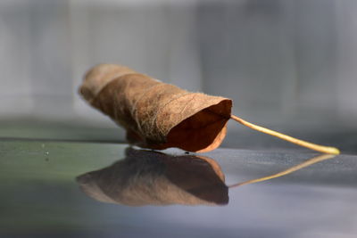 Dried leaf and its reflection