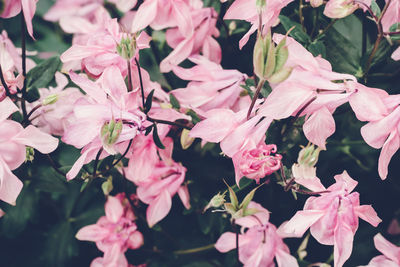 Close-up of pink cherry blossoms