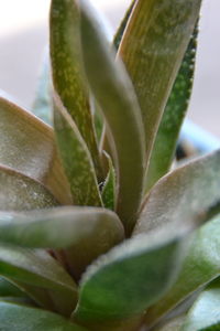 Close-up of succulent plant