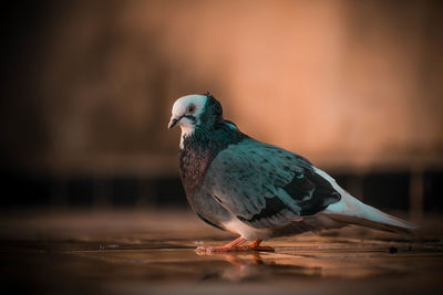 Beautiful pigeon standing on the ground drinking water