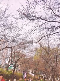 Low angle view of cherry tree against sky