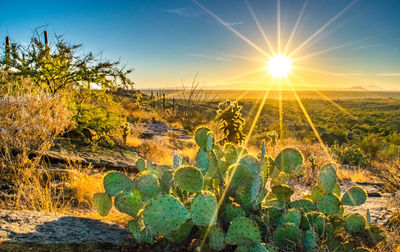 Plants growing on land against sky during sunset