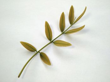 Close-up of leaves over white background